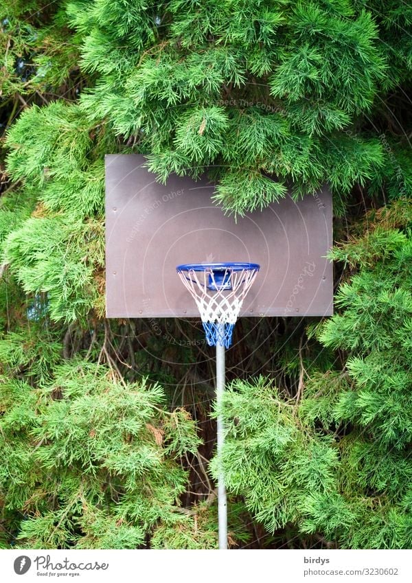 Basketball in the green Leisure and hobbies Playing Sports Basketball basket Summer Tree Authentic Natural Positive Athletic Blue Gray Green White Anticipation