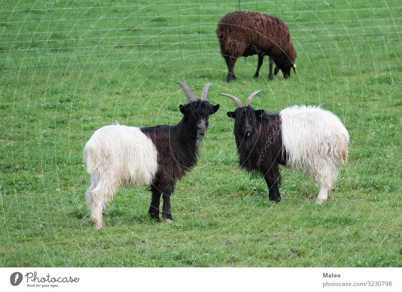 Two black and white goats standing on a meadow Agriculture Animal Landscape Day Farm Field Pelt Goats Grass Green Herd Protect Lamb Looking Mammal Meadow Nature