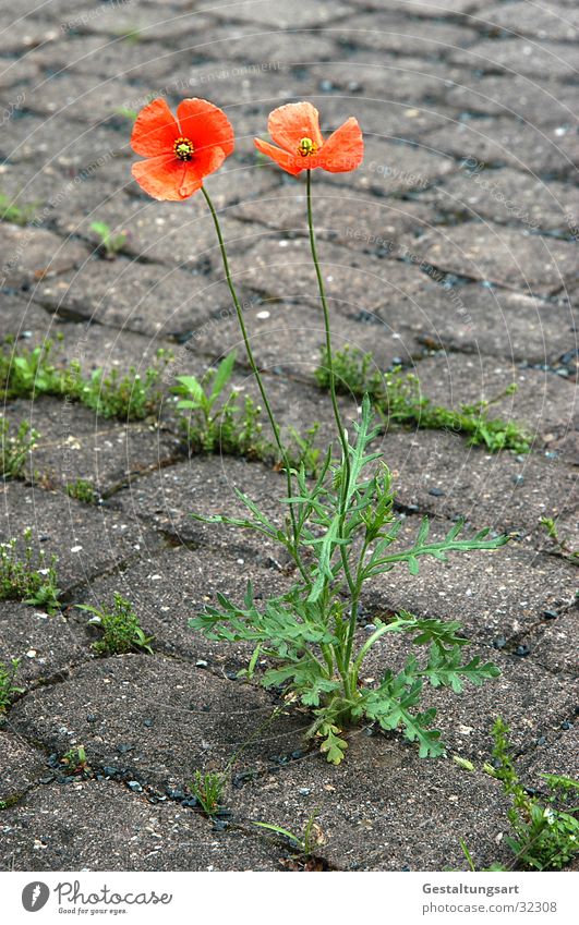 Beauty is everywhere. Poppy Flower Gray Green Stone Floor covering Power Orange