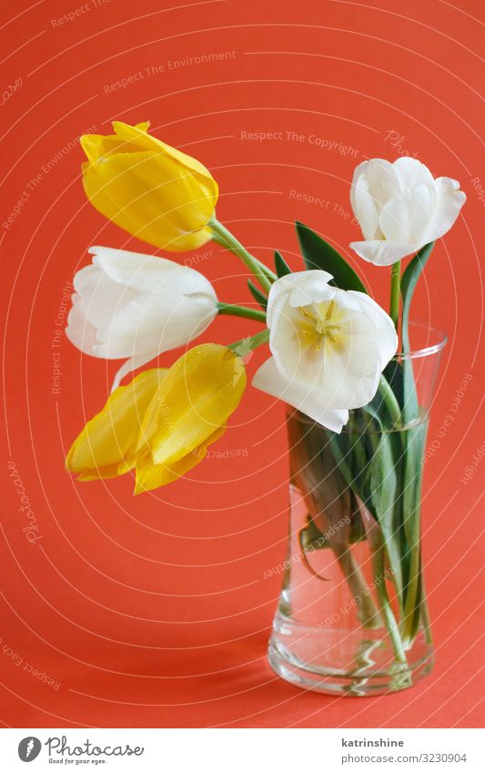 Yellow and white Tulips on a red background Beautiful Mother's Day Easter Birthday Adults Spring Flower Blossom Bouquet Love Bright Hip & trendy Red White vae