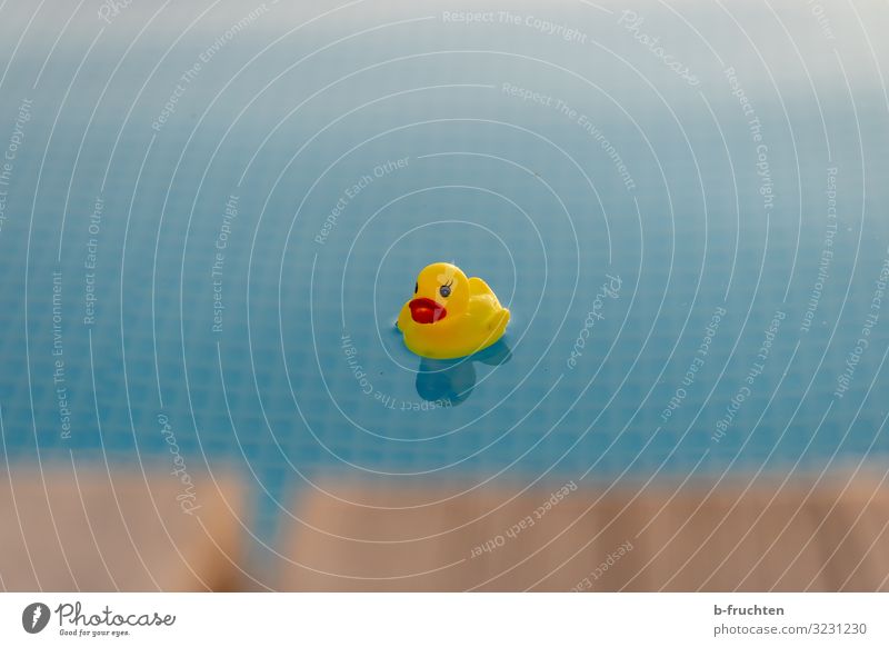 rubber duck in the pool Healthy Wellness Well-being Relaxation Calm Swimming pool Swimming & Bathing Aquatics Plastic Sign Select Observe Beautiful Water