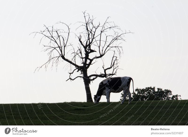 Bald tree with cow Nature Landscape Earth Cloudless sky Beautiful weather Plant Tree Grass Field Hill Farm animal Cow Old Feeding Looking Stand To dry up Growth