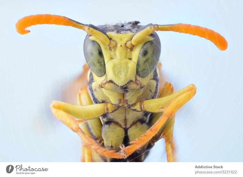 Yellow cute magnified wasp with orange antennae and green eyes fly head macro nature insect detail magnification bug hairy parasite focus striped creature wild