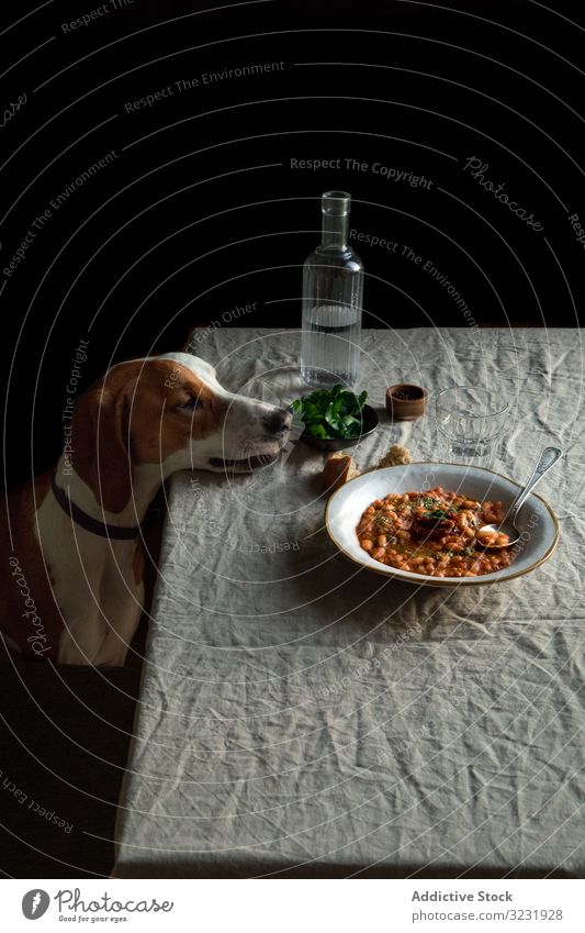 Cute dog sitting by table with served meal hungry food obedient dinner pet animal desire patience purebred domestic canine plate lunch beans greenery craving