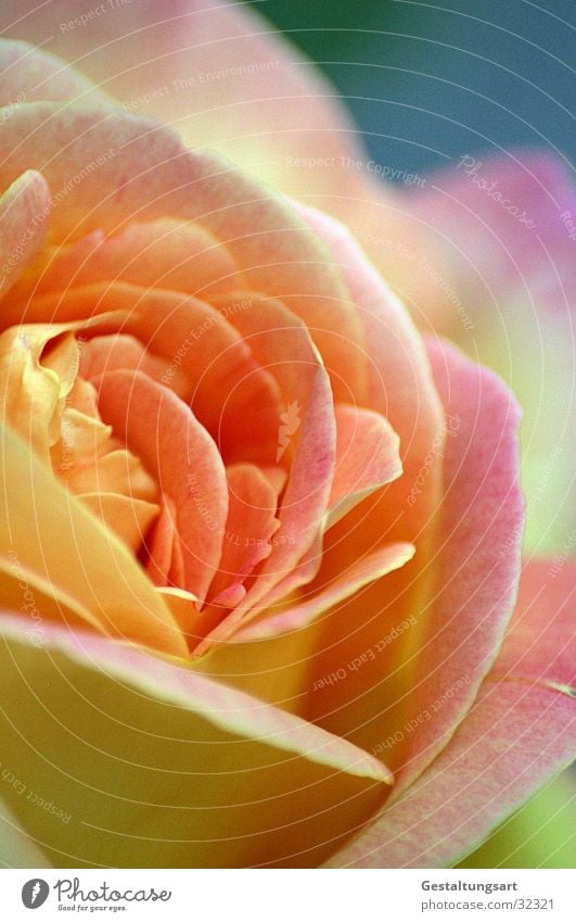 Smell this. Rose Yellow Pink Flower Blossom Blossom leave Beautiful Plant Near Leaf Jewellery Macro (Extreme close-up) Close-up Summer Orange Blue Fragrance