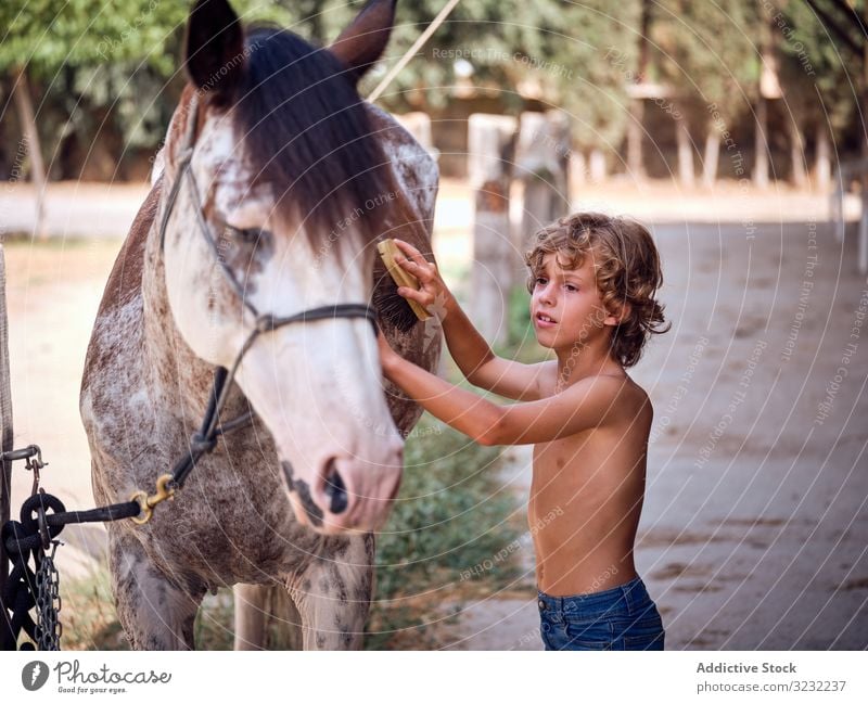 Glad kid taking care of stallion in summer boy horse groom ranch content friend brush jeans farm stable countryside hygiene love child hobby equestrian bonding