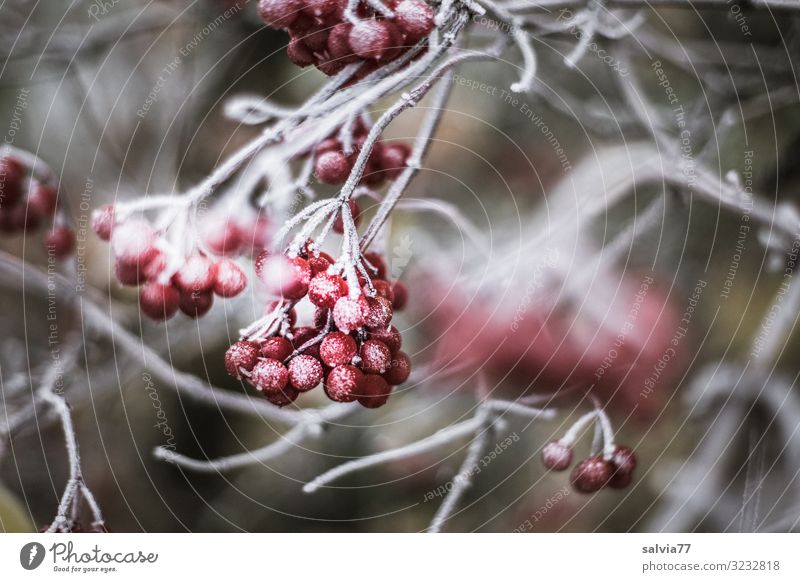frozen berries Environment Nature Plant Autumn Winter Climate Weather Ice Frost Snow Bushes Wild plant Berry bushes Fruit Twigs and branches Guelder rose Park