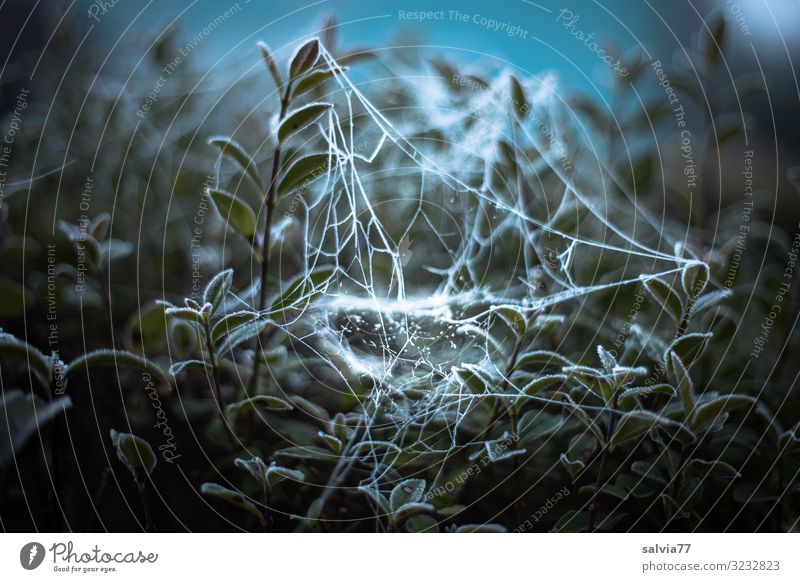 weaving art Environment Nature Plant Autumn Winter Climate Ice Frost Bushes Leaf Twigs and branches Privet Spider's web Garden Exceptional Dark Thin Bizarre Dew