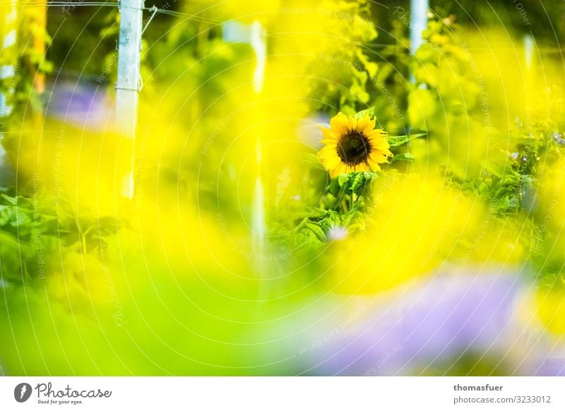 Sunflower with yellow blurred foreground Trip Summer Environment Nature Landscape Sunlight Climate Beautiful weather Warmth Plant Flower Bushes