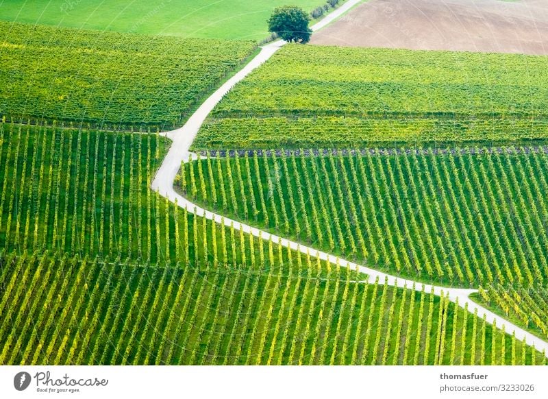 Path through vineyard - up or down Trip Far-off places Summer Sun Mountain Vineyard Wine growing Nature Landscape Beautiful weather Tree Agricultural crop Field