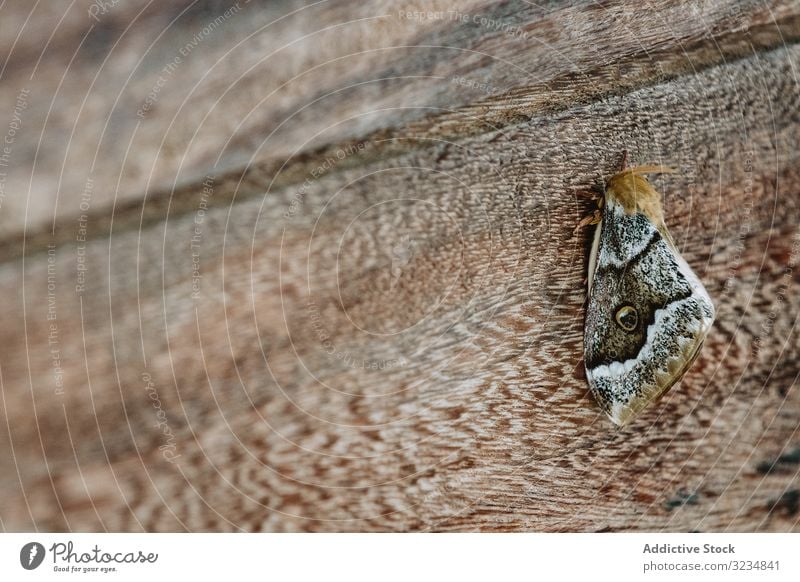Gray moth on wooden surface butterfly wing insect gray natural ornament wild bug delicate fragile gambia lumber timber pattern rough entomology nocturnal detail