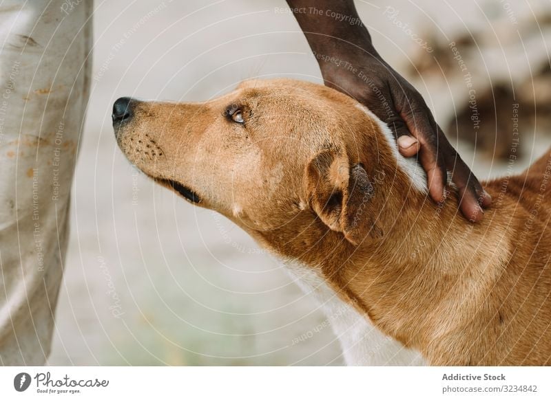 Crop black person petting dog stray street poor stroke town gambia homeless city animal canine mammal mongrel tender care support friend fur abandoned domestic