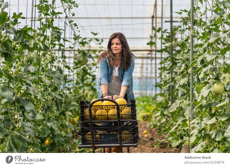 Farmer harvesting ripe melons in greenhouse woman control farm attentive glasshouse crop focus food edible check cart trolley hothouse full length gather meal