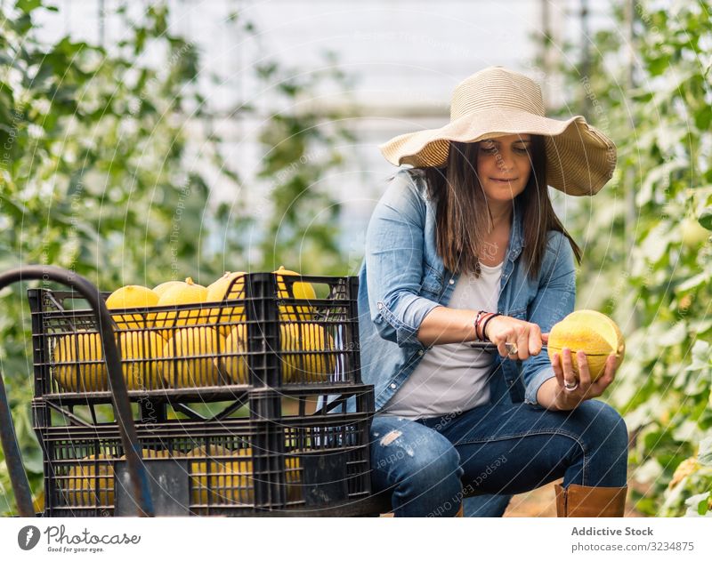 Farmer cutting with knife fresh melon in hothouse woman slice farm tasty edible greenhouse cantaloupe fruit meal refreshment nature berry yellow glasshouse