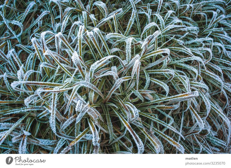 sugar rim Plant Winter Ice Frost Leaf Deserted Freeze Yellow Green White Sugar edge Colour photo Subdued colour Exterior shot Pattern Structures and shapes