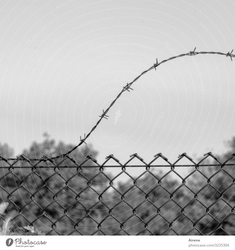 Careful, sharp! | Secure air sovereignty Tree Bushes Park Fence Wire netting fence Barbed wire fence Creepy Point Gray Black Safety Watchfulness Pain Dangerous
