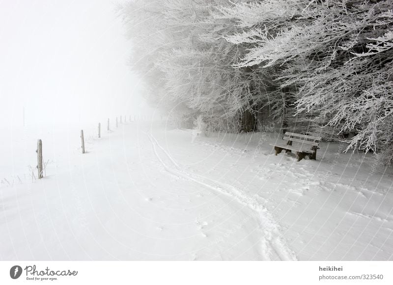 winter Vacation & Travel Trip Far-off places Freedom Winter Snow Winter vacation Sports Skiing Environment Nature Landscape Weather Bad weather Fog Ice Frost