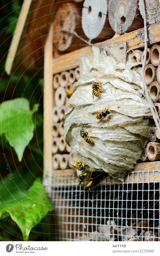 squat Farm animal Wild animal Wasps Group of animals Wood Brown Gray Green Insect repellent Wasps' nest Environmental protection Protection Housing agency