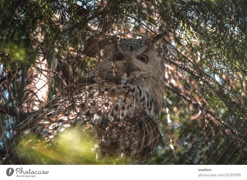mimicry Plant Animal Summer Tree Bird 1 Dark Brown Green Eagle owl Hidden Camouflage Colour photo Exterior shot Close-up Pattern Deserted Copy Space left