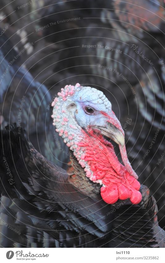 turkey Farm animal Bird Animal face 1 Blue Gray Pink Red Black Turquoise Turkey Hen Splendid Exceptional Exotic Play of colours Metal coil Poultry Turkish food