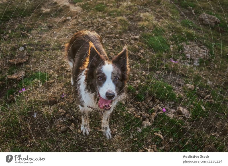 Dirty adult Border Collie dog in meadow during sunny day dirty playful excited border collie fluffy curiosity protection pet glade doggy interest tired serenity