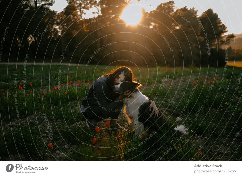 Woman kissing dog on meadow woman sunset border collie trees love care pet hug happy animal female young nature beautiful countryside affection canine