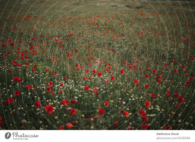 Amazing field with poppies and daisies flower rural poppy daisy amapola meadow colorful freshness freedom calmness landscape chamomile countryside red green