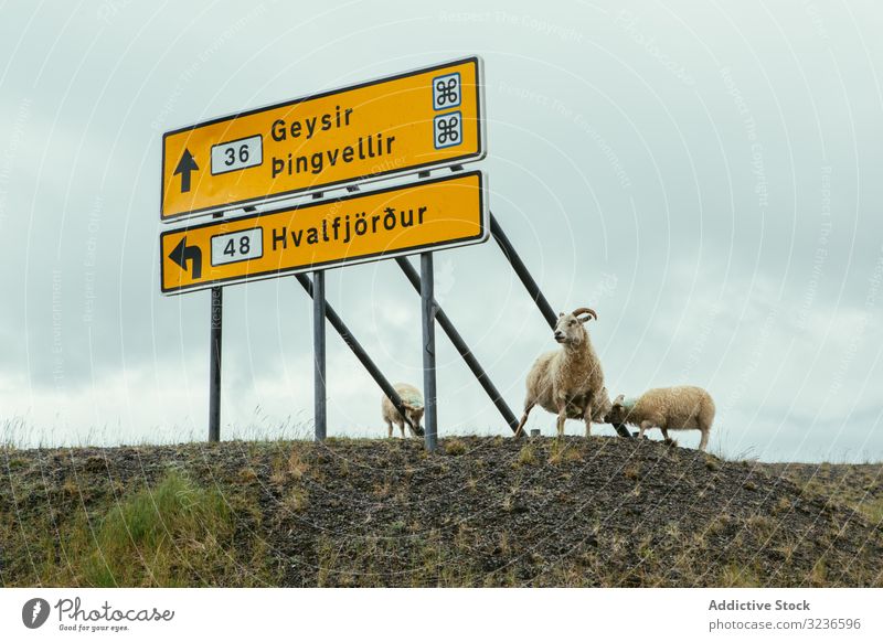 White sheep standing by sign on side of road cattle guidepost billboard panel rustic note signboard signal wooden message nature iceland warning banner village