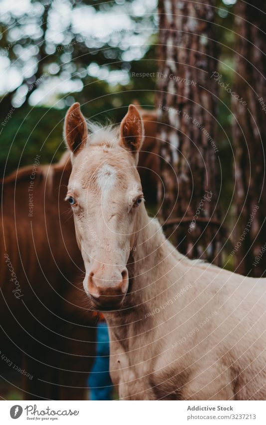 Horse on walk tied to tree and looking at camera horse grazing foal strong pasture mammal animal nature farm rural herd meadow wild domestic freedom scenic