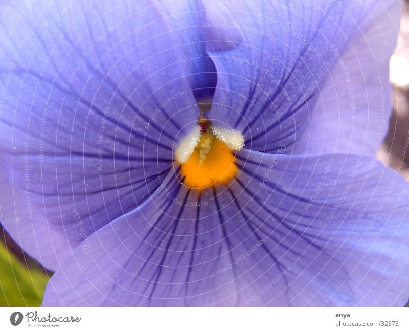 viola Pansy Flower Blossom Meadow Violet Garden Detail Macro (Extreme close-up) Plant