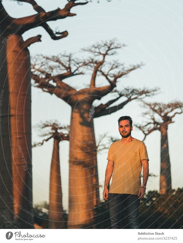 Man standing near baobab on sunset man compare human giant height tourism madagascar africa alley avenue morning travel tall road vacation gradient tree blue