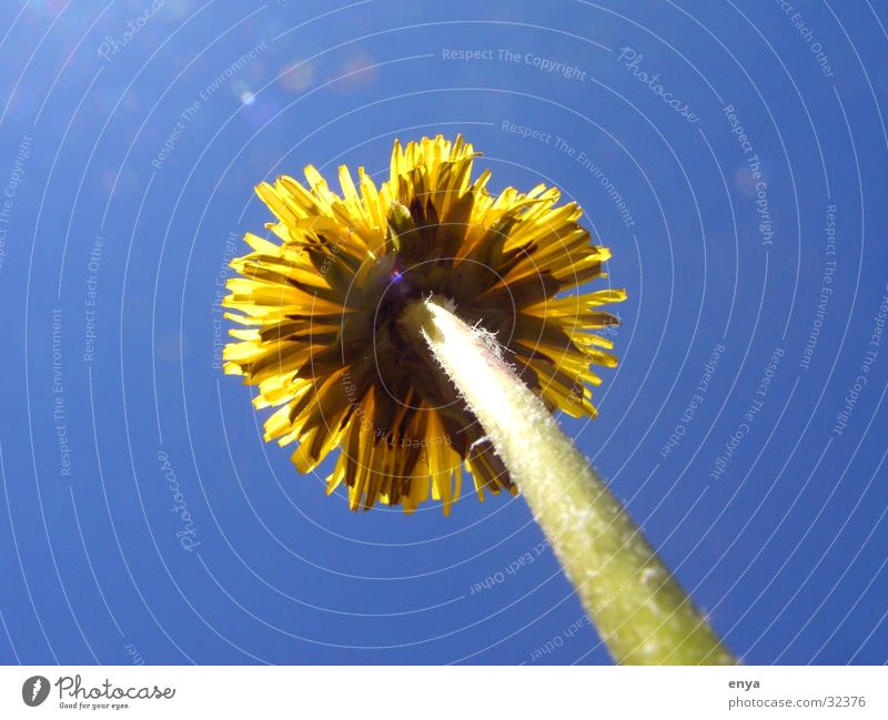 dandelion Dandelion Flower Meadow Blossom Yellow Plant Garden Sun root perspective Tree trunk Macro (Extreme close-up) Detail