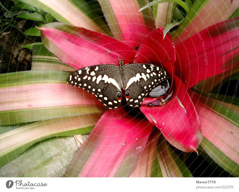 butterfly flower Butterfly Flower Cactus Animal Garden Nature