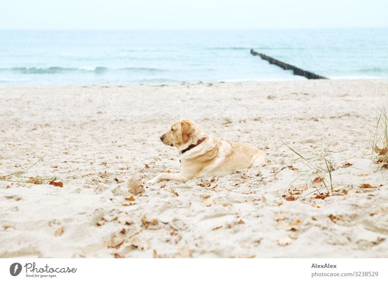 Blonder Labrador lies at the Baltic Sea beach and looks at the sea Well-being Contentment Relaxation Trip Adventure Nature Landscape Sand Water Autumn