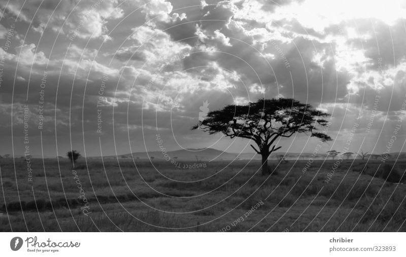Tree in the evening light Black & white photo Nature Loneliness Exterior shot Deserted Landscape Sky Calm Gray Environment Sunbeam Acacia Africa Tansania