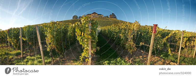 Vineyards, endless expanses lines Nature Rheingau vines Lock Johannisberg Wide angle wide Summer Autumn Landscape Green Blue
