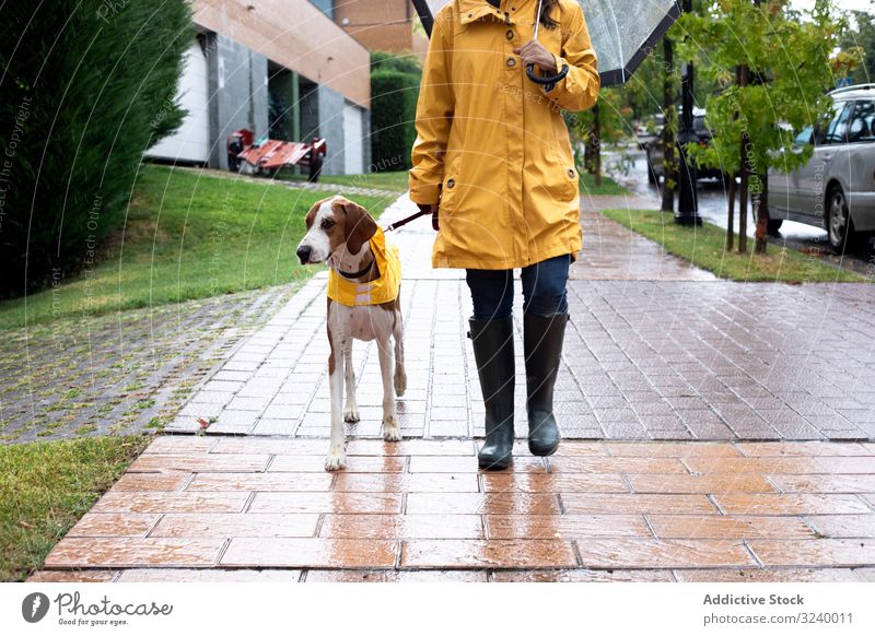 Woman walking with dog in cloak in street woman animal pet together rain urban yellow jacket hood road female friendship companion leash casual domestic canine