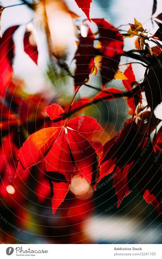 Bright red leaves on tree in sunlight foliage branch autumn fall nature natural orange vivid colorful plant environment seasonal botany forest bright decoration