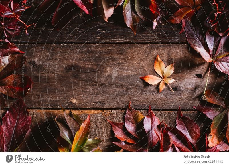 Orange and red autumn leaves on wooden surface foliage layout background detail composition abstract empty frame clear arrangement blank fall nature texture