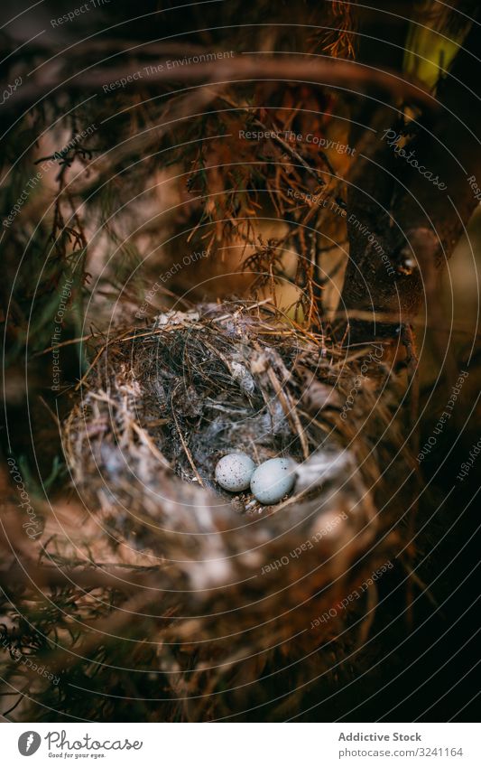 Bird nest on conifer tree egg forest bird branch wildlife nature small spruce pine thin tiny fragile delicate dry fauna avian ornithology flora plant twig safe