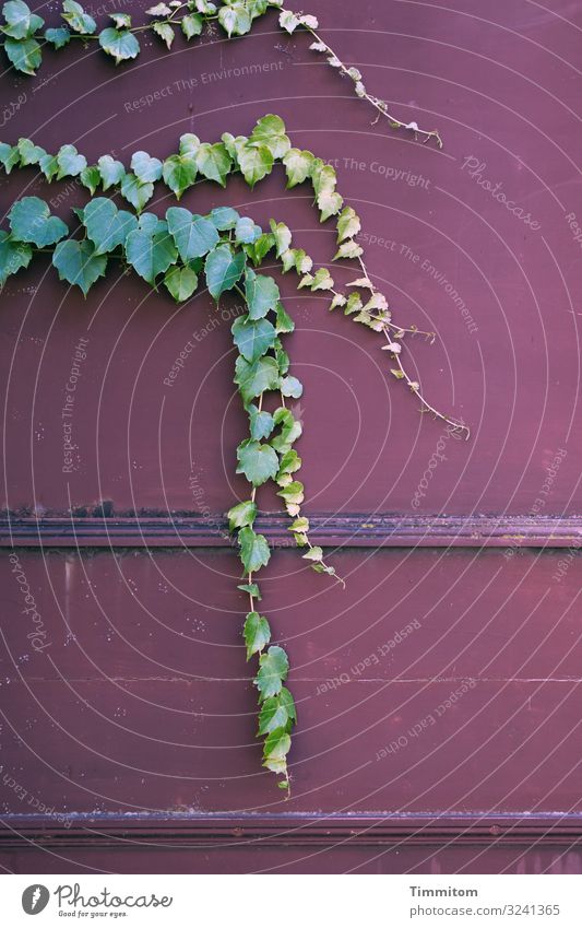 Ivy - gently anticipating ivy leaves Ivy vines Green Wall (building) background Old Colour Exterior shot Nature Deserted Creeper Tendril