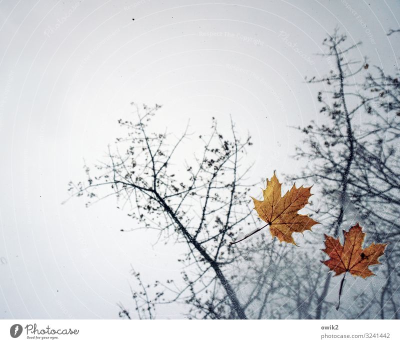 case study Environment Nature Sky Autumn Bad weather Rain Tree Twigs and branches Maple leaf Lie Together Above Orange Calm Idyll Decline Transience