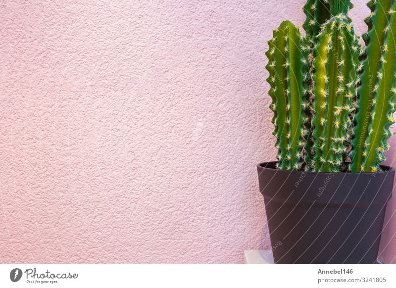 Green cactus on the background of bright pink wall. Pot Style Design Joy Summer Garden Decoration Art Nature Landscape Plant Flower Cactus Fashion Growth Fresh