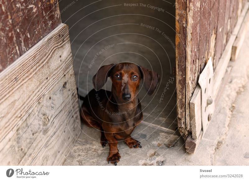 dachshund in a door , cuba House (Residential Structure) Friendship 1 Human being Animal Street Pet Dog Animal face Love Authentic Cool (slang) Friendliness
