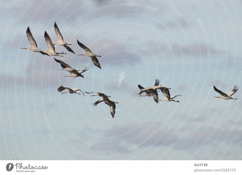 Group of cranes flying in the sky with clouds Nature Animal Air Sky Clouds Sunlight Autumn Beautiful weather Wild animal Bird Crane Group of animals Exceptional