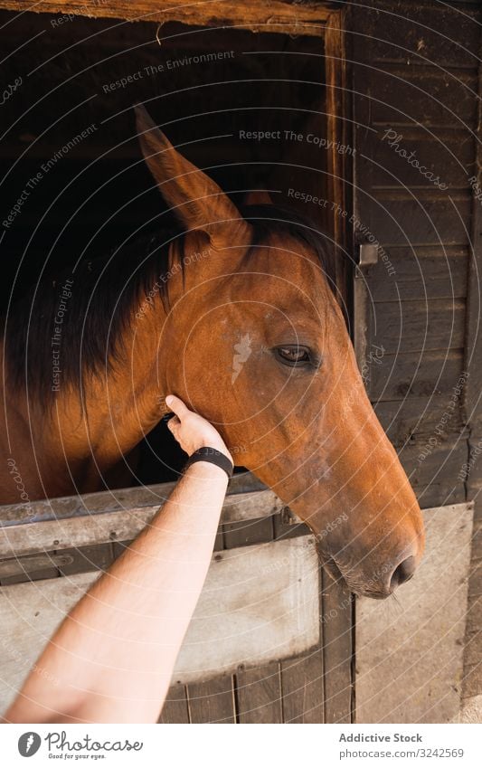 Person petting chestnut horse in wooden stable person stall caress stroking head healthy peaking window rural farm calm ranch countryside stand stallion barn