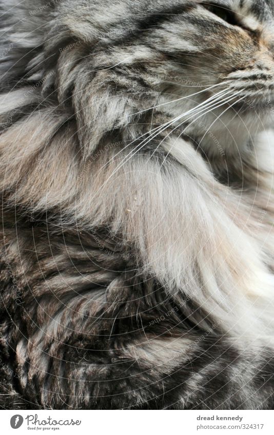 kitten Animal Pet Cat 1 Near Kitten Pelt Eyes Beautiful Close-up Subdued colour Exterior shot Pattern Structures and shapes Copy Space left Copy Space right