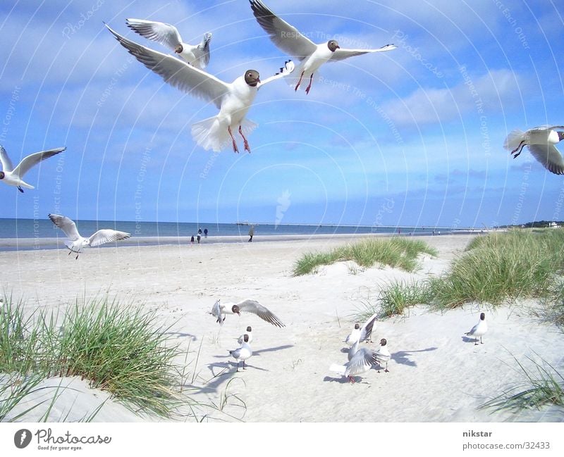 seagulls 2 Seagull Bird Beach Flying Free more Sky Blue Baltic Sea