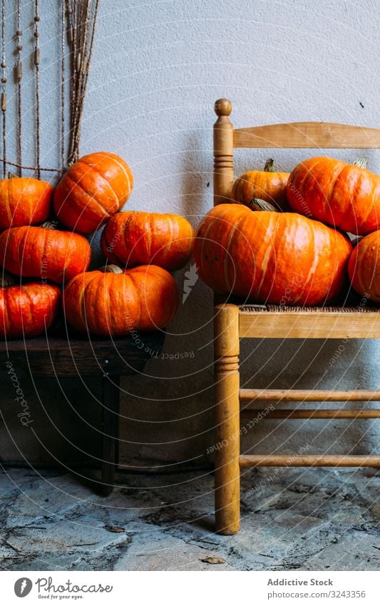Shiny orange pumpkins composed on chairs harvest autumn fall vibrant holiday arrangement collection crop agriculture fresh carving detox halloween healthy