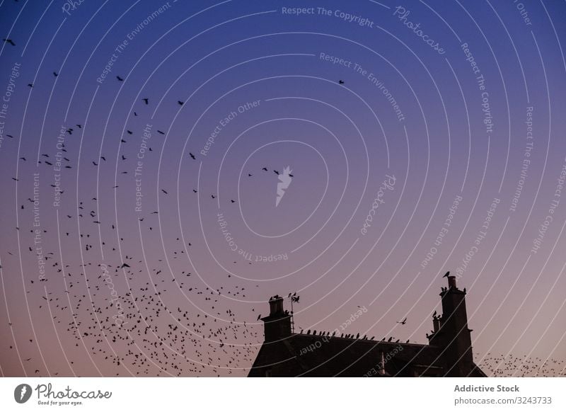 Birds flying around cottage on evening sky bird roof sunset flock house countryside scotland united kingdom nature village building farm peaceful calm tranquil